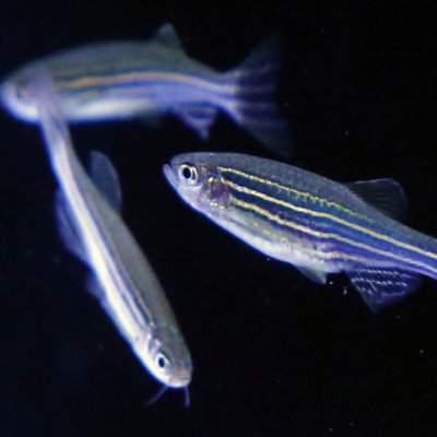 Humans and zebrafish share neural networks and pathways that can produce hypersensitivity to sound. Getty. 